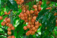 انگور برمه